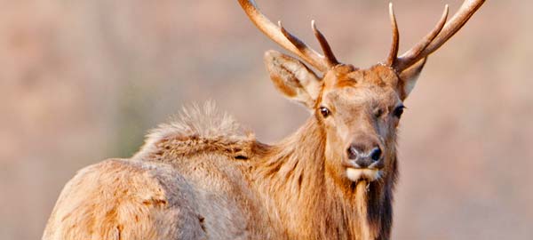 Elk Tours