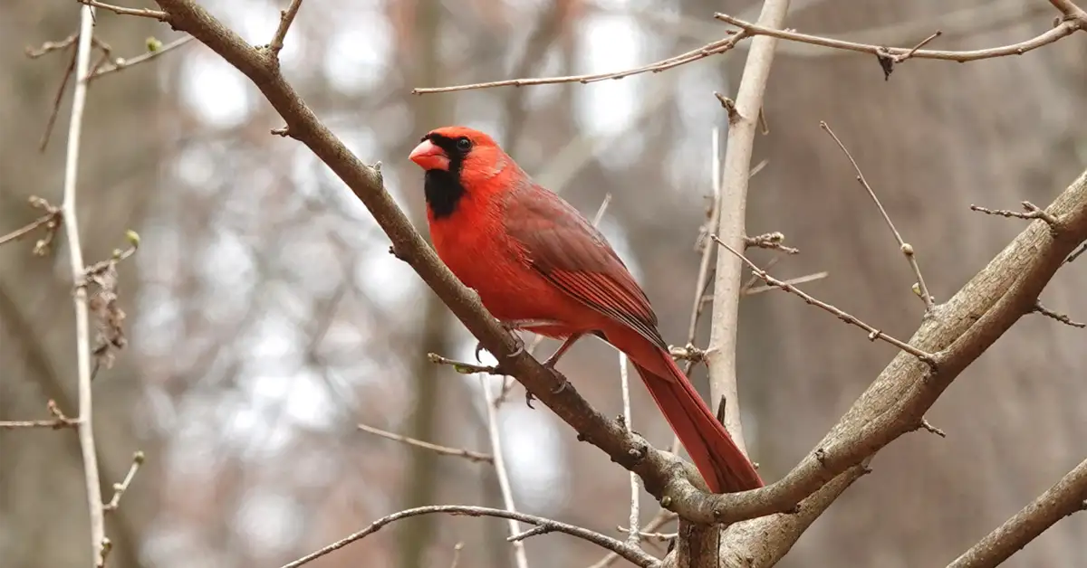 Birding in Pike County, Kentucky: Real Life Pokémon GO in the Appalachian Mountains