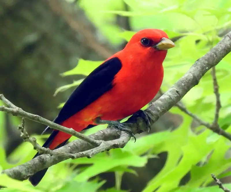 Scarlet Tanager. Photo by Andy Wraithmell